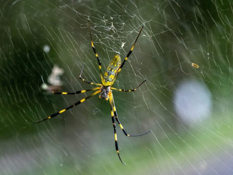 Why North Carolina Gardeners Should Never Rush To Tear Down A Joro Spider’s Web In Their Yard