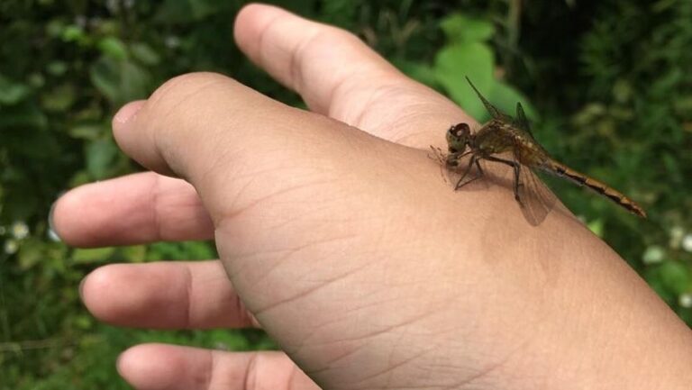 If A Dragonfly Hovers Over Your Backyard Pond, Here’s The Precise Neural System That Makes It One Of Nature’s Most Accurate Aerial Hunters