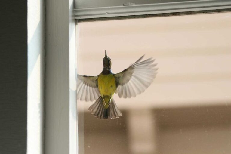 If Birds Keep Crashing Into Your Windows At Night, Here’s The Free Switch That Turns A Death Trap Back Into Glass