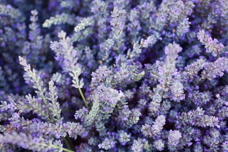 If Lavender Grows On Your Windowsill, The 54% Cortisol Claim Does Not Hold Up – Here Is What The Research Actually Shows