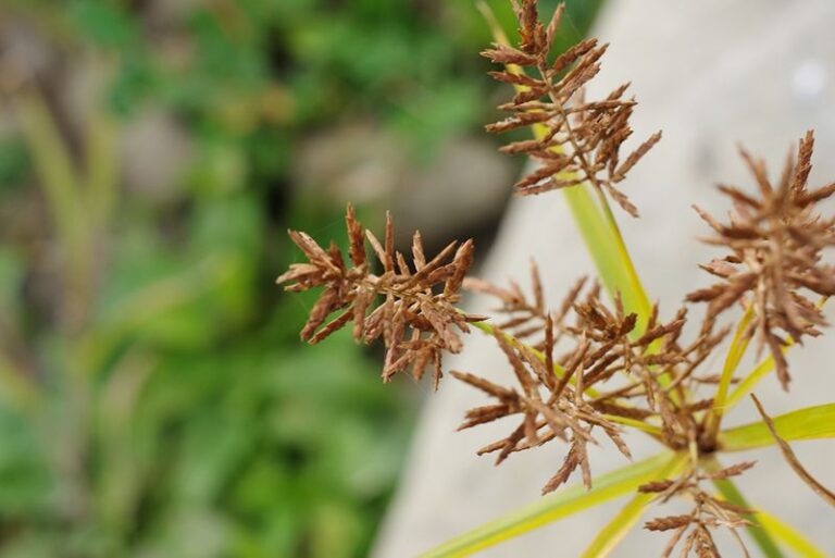 Yellow Nutsedge Produces Tubers Also Known as Tiger Nuts, Hiding Underground in Your Garden