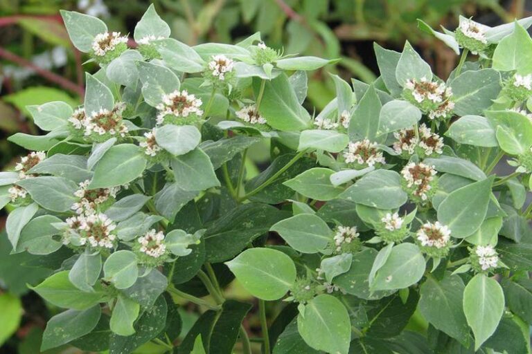 A Native Perennial Along Your North Carolina Creek Bank Adds Upper-Bank Cover and Summer Bee Forage – Not a Stand-Alone Erosion Fix