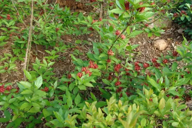 The Most Underrated North Carolina Native Shrub That Turns A Bare Border Into A Fairy-Tale Corner By Spring