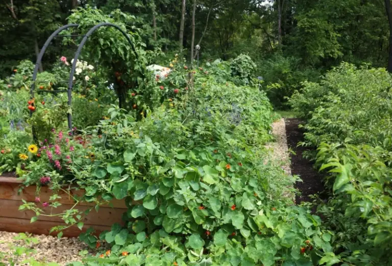 If Your Basil Sits On The Windowsill, Here’s The 3-Foot Defense Zone It Quietly Throws Around Your Tomatoes