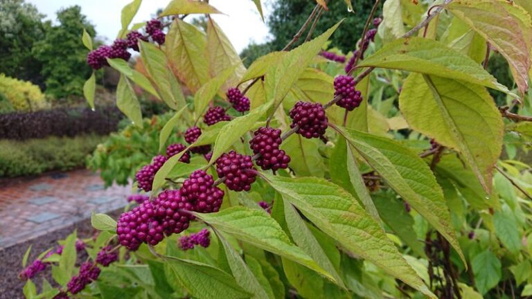 North Carolina Beautyberry Feeds Songbirds And Turns Purple While Invasive Nandina Poisons Them