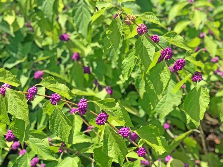 The North Carolina Native You Plant Along Fence Lines This Fall That Feeds Birds For Years
