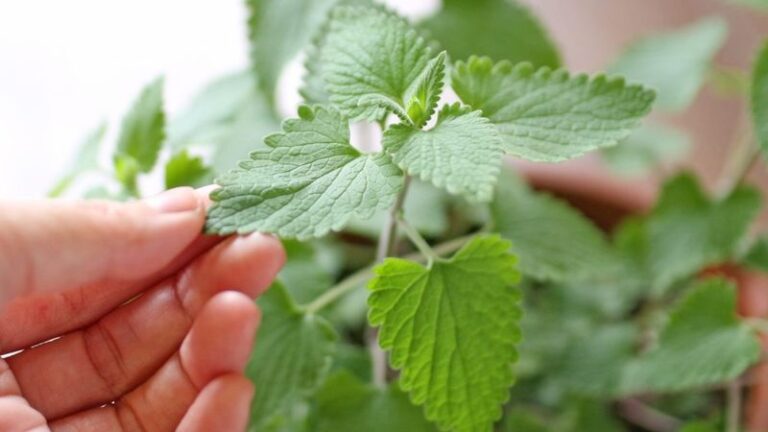 Catnip and Ticks: What Lab Research Shows About the Herb and What Actually Protects Your Yard