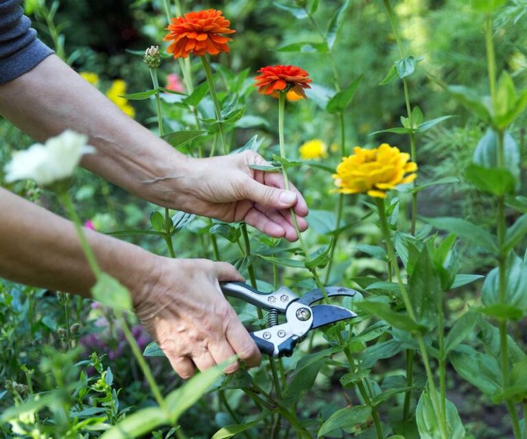 If Your Zinnias And Cosmos Quit Blooming By Late Summer, Here’s The 5-Minute Snip That Keeps Them Flowering Till Frost