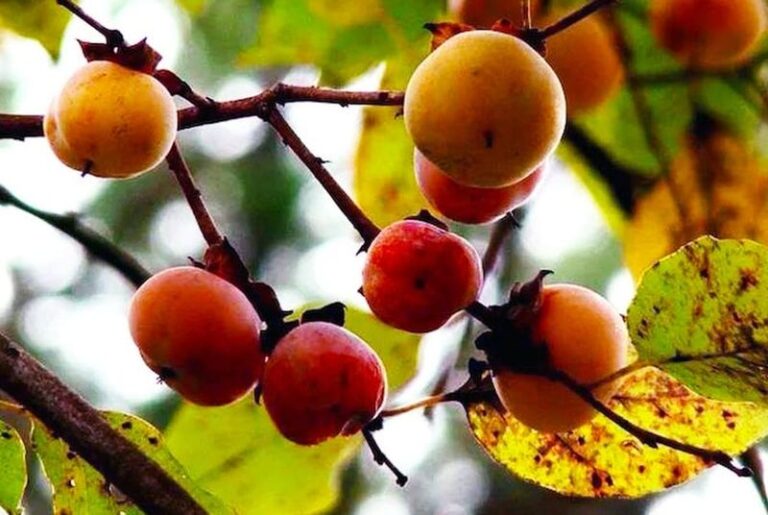That Persimmon Tree In Your North Carolina Yard Feeds Deer, Foxes, And Songbirds All Fall