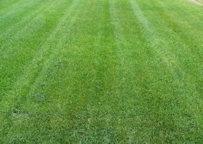 The One Thing North Carolina Lawns Need This Fall Or They Won’t Green Up Next Spring
