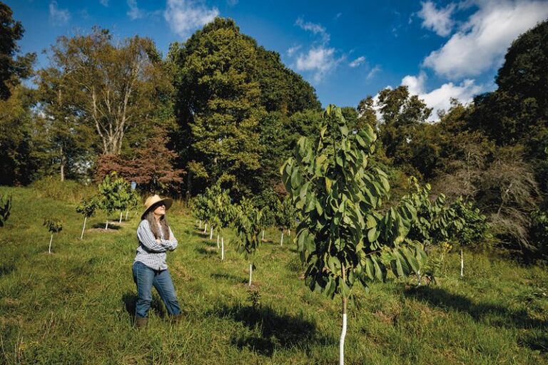 Is Fall a Good Time to Plant a Native Tree in North Carolina? What to Know About Pawpaw