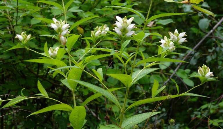 White Turtlehead Is a Promising Fall Bloomer for a Moist, Partly Shaded North Carolina Yard Corner