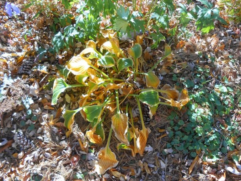 Clearing Leaf Debris Around Slug-Prone Hostas Can Reduce Nearby Slug Shelter This Fall