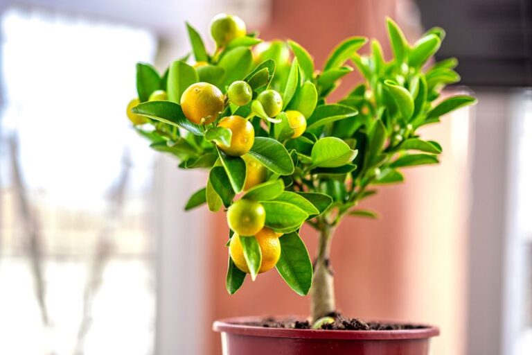 If Your Potted Lemon Tree Drops Its Baby Fruit, Here’s The Fall Habit Behind It