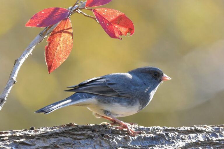 What It Really Means When Dark-Eyed Juncos Show Up In Your North Carolina Yard This Fall
