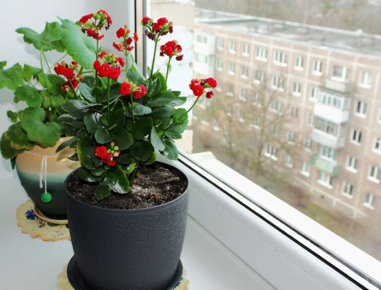 Your Potted Geraniums Keep Blooming Indoors All Winter With These 15 Feeding Tricks (+2 Mistakes That Stop Flowers Cold)