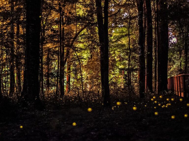Some Firefly Life Stages May Use Leaf Litter, So Where Should North Carolina Gardeners Leave Fall Leaves?