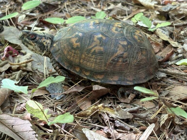 What It Really Means When A Box Turtle Digs Into Your North Carolina Leaf Pile This Fall