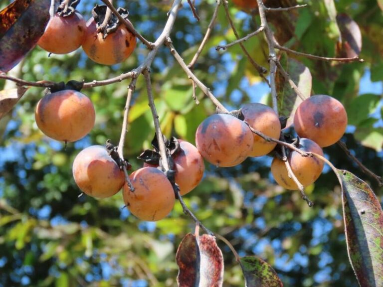 American Persimmon in North Carolina: Fall Fruit That May Last Into Winter for Your Family and Wildlife