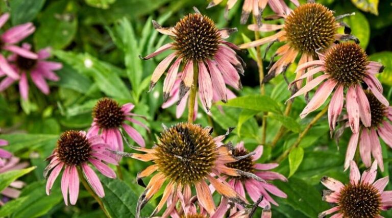 These 8 Coneflower Mistakes Quietly Cost You Next Summer’s Blooms (Fix Them This Fall)