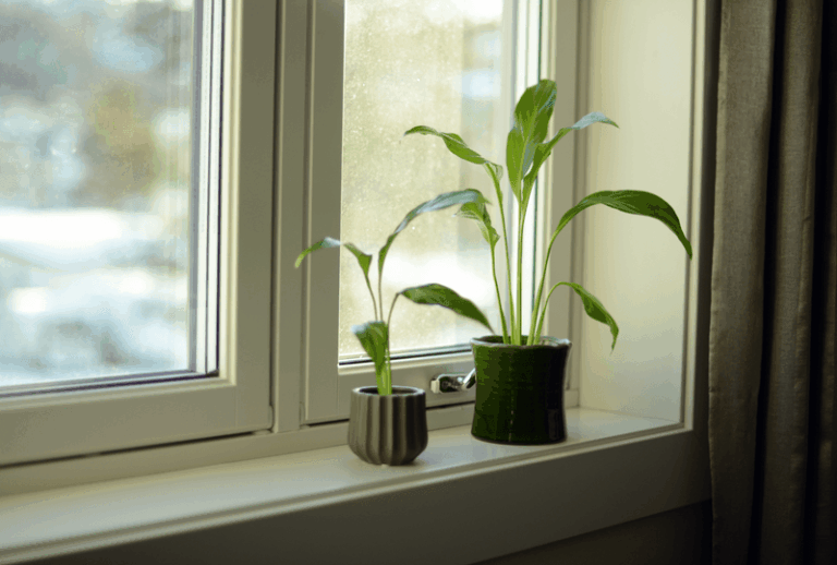 Don’t Buy A Pricey Grow Light Before Moving Your Leggy Houseplants To This Window First