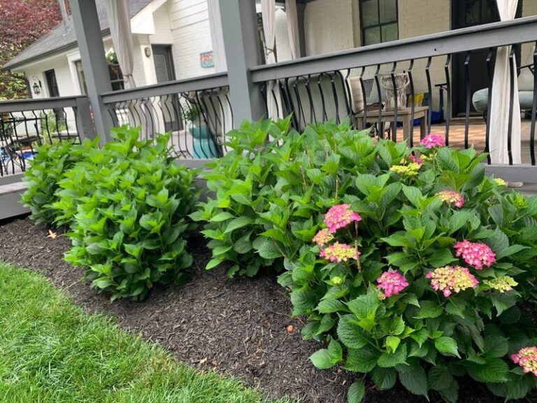 Big Green Hydrangeas With Zero Flowers? 13 Real Reasons Your Shrub Skips Blooming (And What To Fix Before Spring)