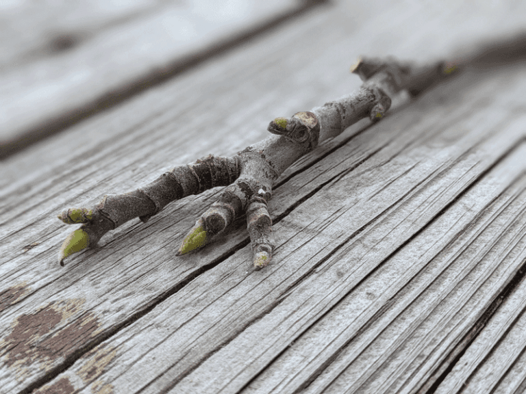 How to Propagate Fig Trees From Dormant Cuttings