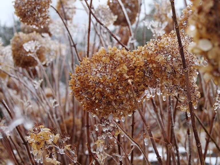 Frost-Browned Hydrangeas: Wait for Clearer Damage, Then Check Stem Health and Hydrangea Type Before Cutting
