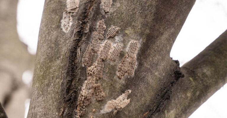 If You Find These Strange Egg Masses On Your North Carolina Trees This Fall, Here’s What To Do