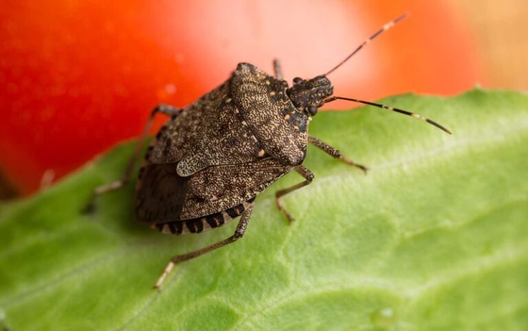 Fall Leaf Removal Won’t Stop Stink Bug Damage to Your North Carolina Tomatoes and Peppers