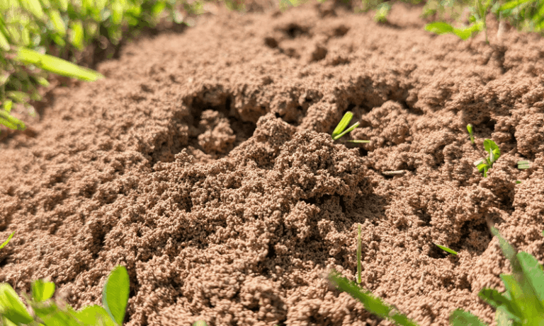 Why Disturbing a Fire Ant Mound Can Make Control Harder in Your North Carolina Lawn