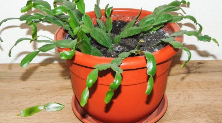 Christmas Cactus Segments Falling Off? Several Causes Are Possible, So Inspect First