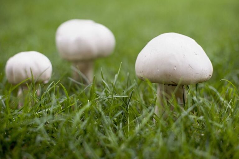 The Mushrooms In Your Lawn Are Just The Tip: Here’s The Hidden Fungal Growth Beneath Your Grass