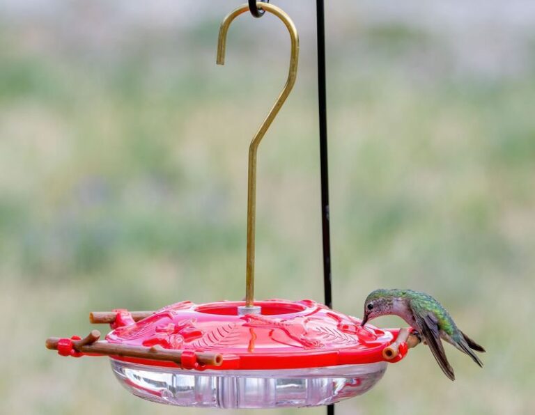 When Should North Carolina Gardeners Actually Bring Their Hummingbird Feeders Inside For Winter