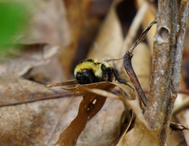 Does Raking Every Leaf From Your North Carolina Flower Beds Disturb Queen Bumblebee Winter Shelter?