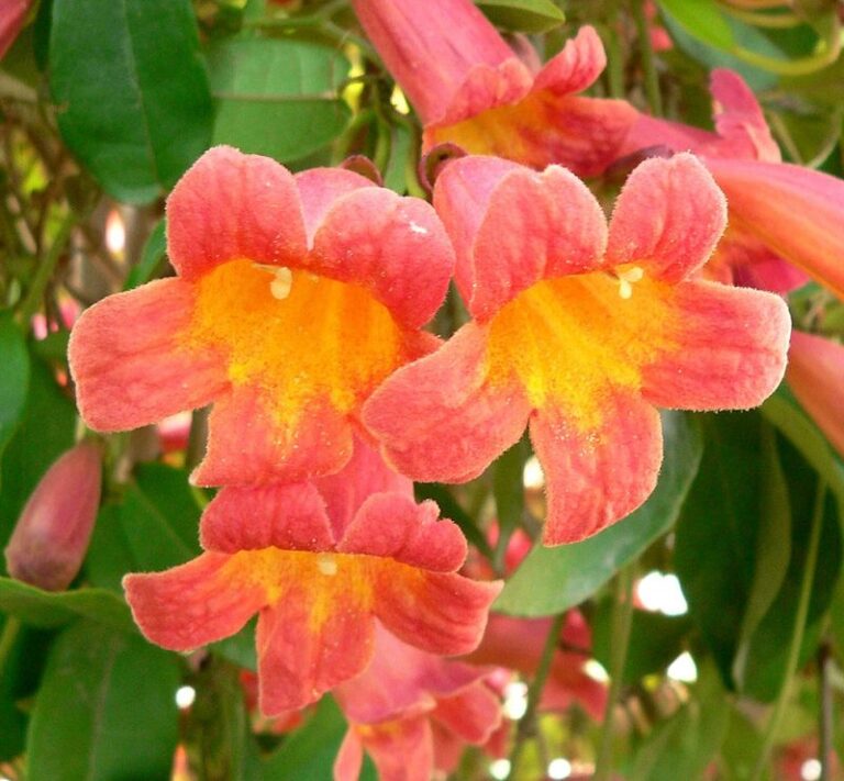 The Old Fashioned Flowers Grandma Grew Along North Carolina Fences Are Coming Back For Good Reason