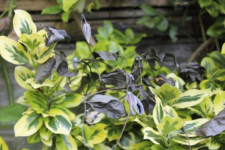 Clematis Leaves Turning Black And Crispy This Fall Aren’t A Death Sentence – Here’s What’s Really Going On