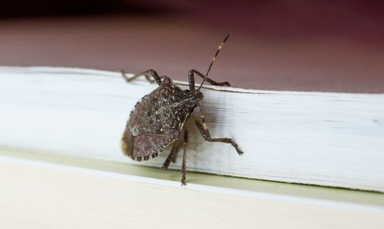 Two-Ingredient Stink Bug Sprays Are Unproven, but Sealing Gaps Works