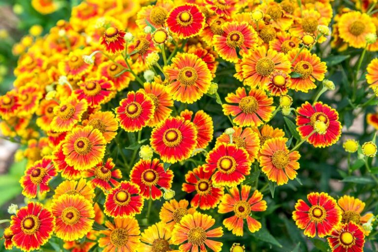 If You Want Color Until The First Hard Frost, Here Are 15 Perennials That Bloom From August Into Fall