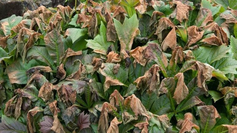 Your Hydrangeas Aren’t Necessarily Dead After A Hard Frost: Here’s What To Leave Alone Before Next Summer
