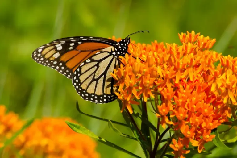 8 Easy Perennials That Practically Take Care Of Themselves In A Busy North Carolina Yard
