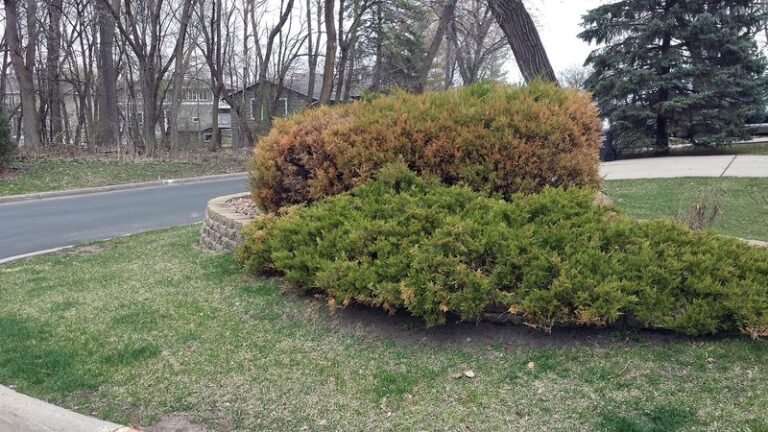 Can Driveway Deicing Salt Injure Nearby Shrubs? How to Reduce Exposure Before Winter
