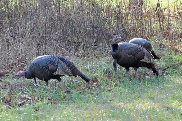 Wild Turkeys in Your North Carolina Yard This Fall Show How Birds Use the Wider Landscape