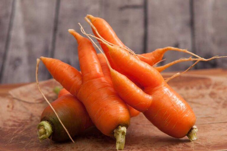 Why North Carolina Carrots Come Up Forked or Hairy: Several Possible Causes, and Why Damage Shows Up Late