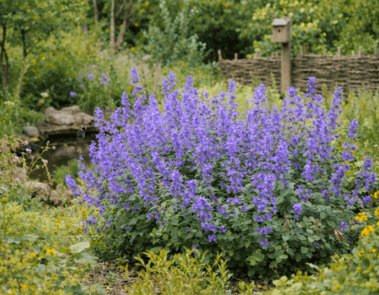 Check Out These 13 Tough Perennials Every Low-Effort Gardener Should Plant This Fall