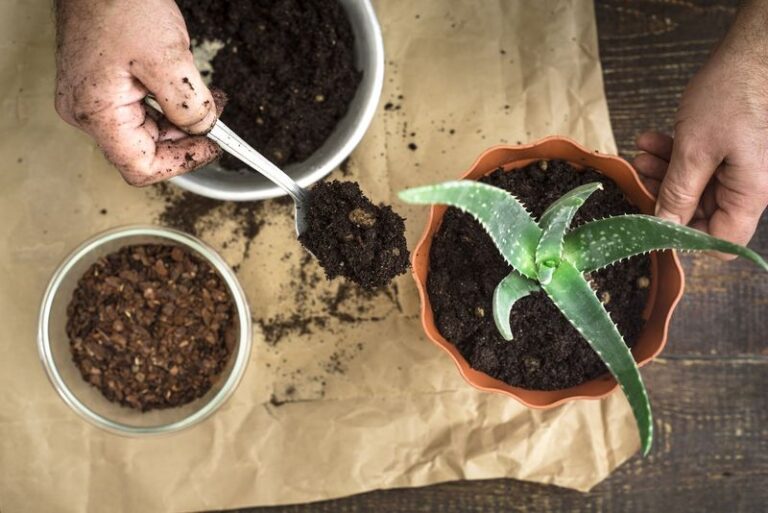 Your Aloe Vera Will Keep Giving You New Pups If You Make These Few Simple Changes