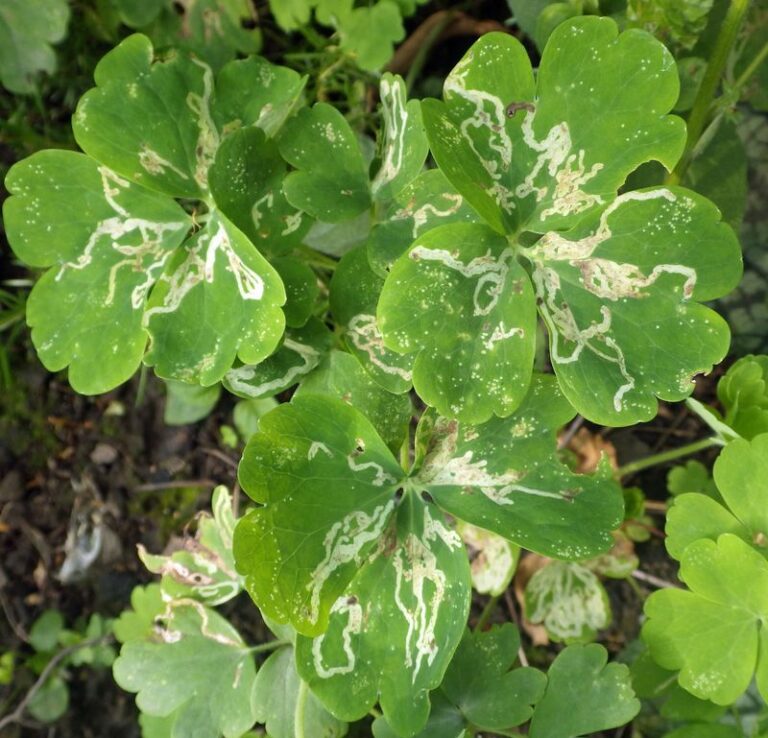 Cut These 11 Perennials Back This October And They Come Back Stronger Next Spring
