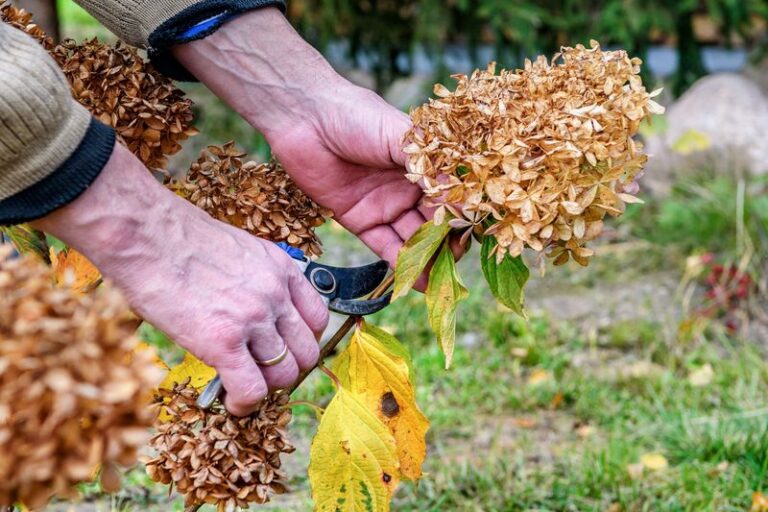 Broad Fall Pruning Can Remove Potential Buds on Some Hydrangeas, So Check Yours First