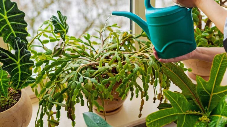 Your Christmas Cactus Runs On A Calendar: A Fall Care Routine That Can Improve Your Odds Of Holiday Blooms