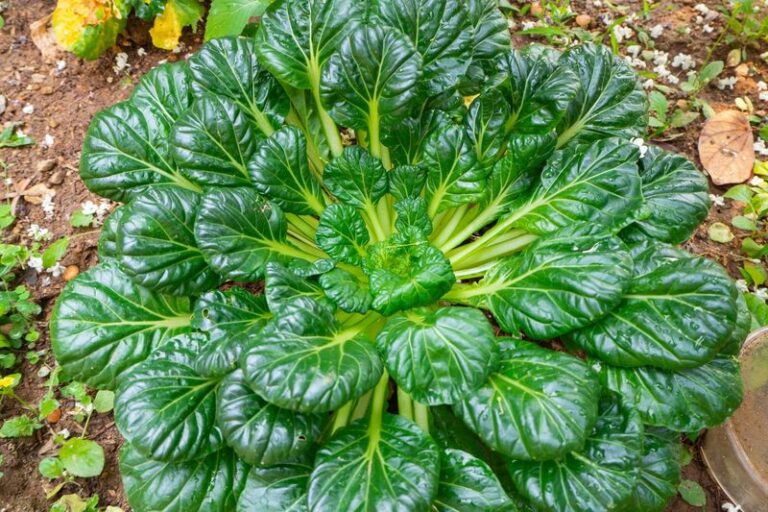 Got A Few Leftover Seed Packets? These 13 Vegetables Grow Happily Under A Simple Cold Frame All Winter